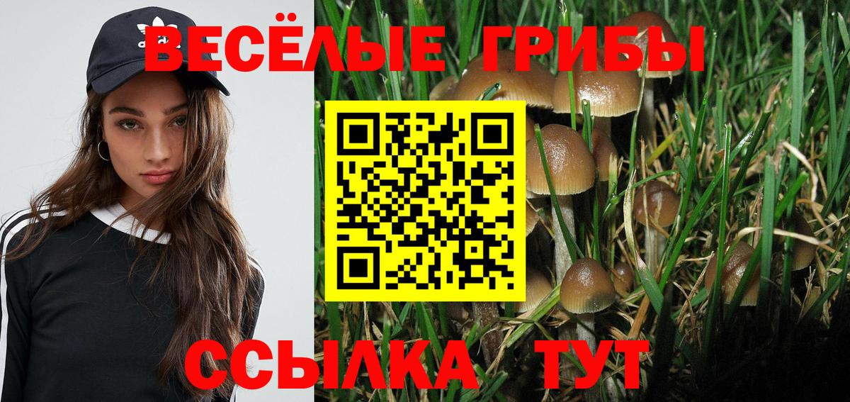 Галлюциногенные грибы Psilocybe Павловский Посад